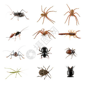 收集非洲无脊椎动物昆虫蜘蛛白蝎子四肢隐秘的荒野图片