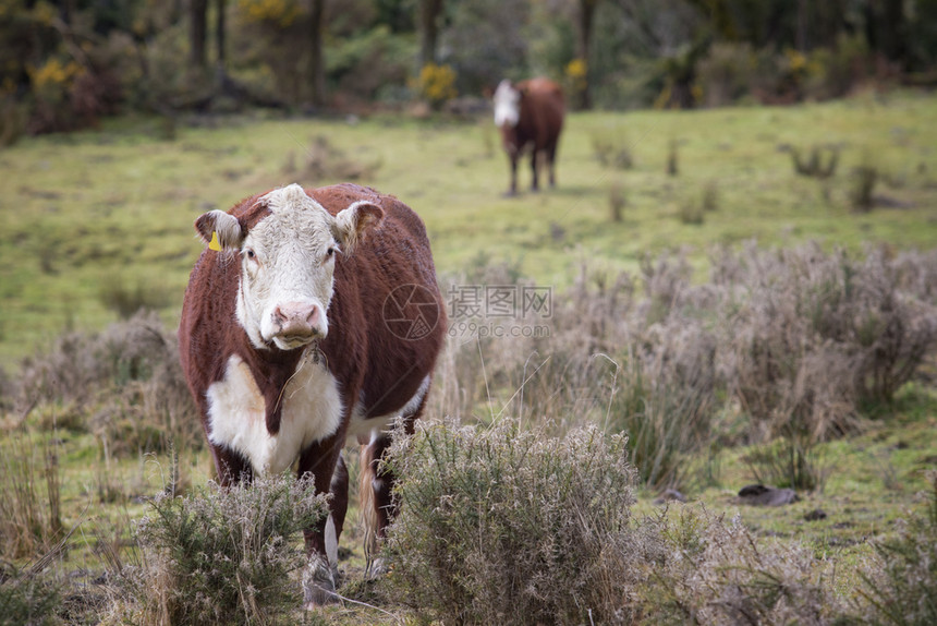 新西兰农田中的棕色和白毛皮牧牛场地自然图片