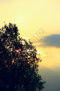 阳光线通过柳黄之夜风景的树枝穿透柳黄之夜日落的树枝颜色田园诗般的图片