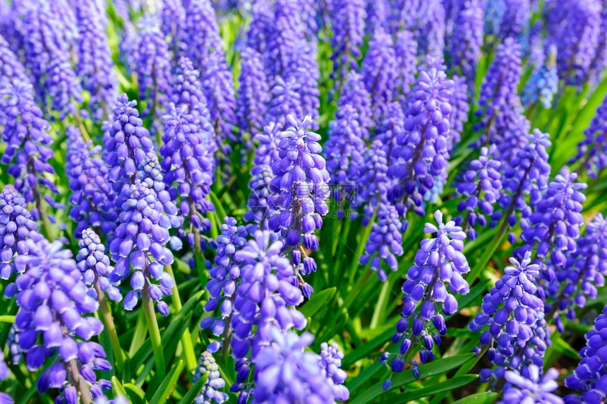 荷兰的大型Hyacinth花卉床荷兰的Hyacynth田间封闭植物库肯霍夫蓝色的图片