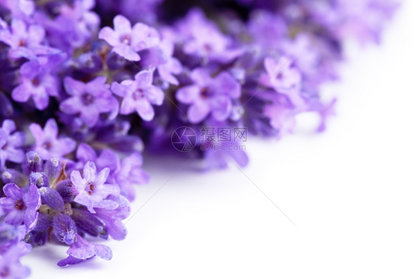 富劳卡束白色的背景紫花朵复制空间Micro拍摄图片