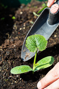 果园农民在有机区种植Zucchini植物新鲜的生态图片