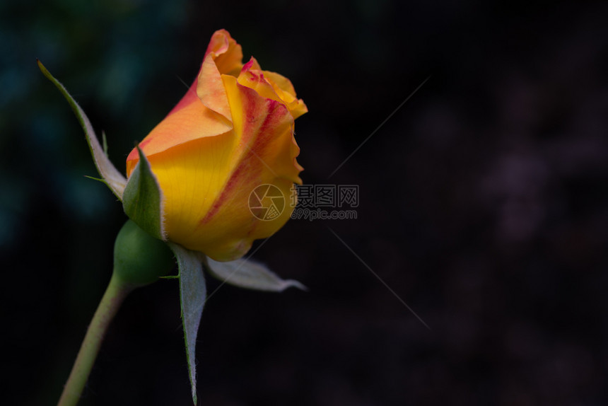 布莱克黄色和红玫瑰泡在Blak背景彩色黑上花质地图片