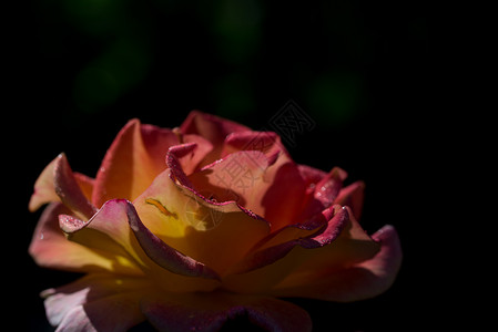 水花的玫瑰蕾黄色和红玫瑰泡在Blak背景彩色黑上图片
