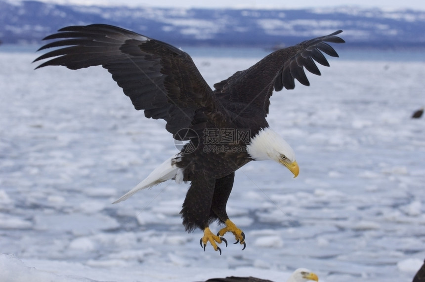 美国人阿拉斯加州维拉加秃鹰登陆冰水图片