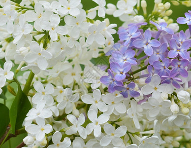 春天白色的花朵图片