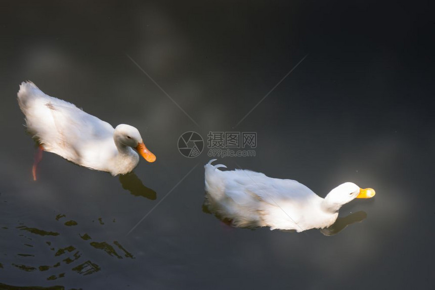 双鹅在湖中游泳股票照片法庭颜色双倍的图片