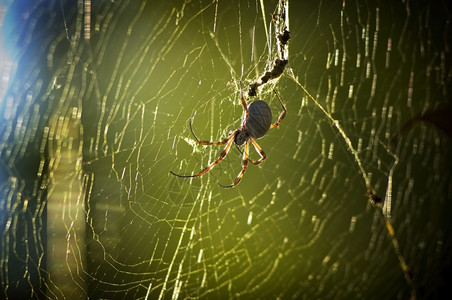晴天在金光的宽网中大蜘蛛巨的腿图片
