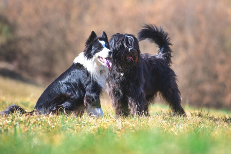 梗犬奶牛类友好狗对等控制放牧牛图片