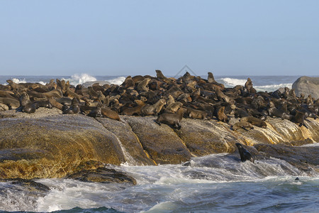 自然从非洲南部海岸沿采集的豹洋和生活年轻的高清图片