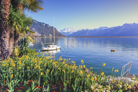 花每天在瑞士沃蒙特勒日内瓦湖阿拉维斯水图片