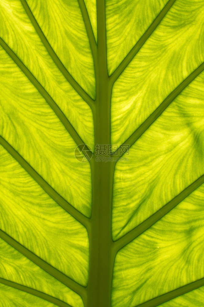 气候天抽象的大绿叶有血管透明度和有趣的影子抽象有机特写背景图案纹理长绿叶有静脉大绿叶图片