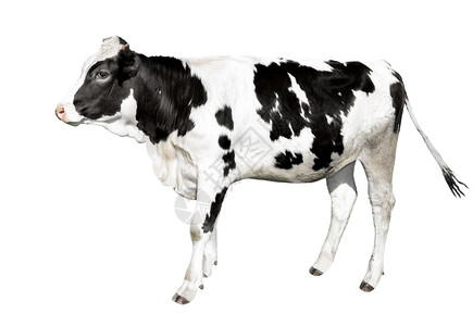 舳全长正面哺乳动物在白色背景上完全隔离的长在白色背景上的滑稽黑白发现可爱的奶牛站在白色背景面前农场动物长在白色背景上分离的背景