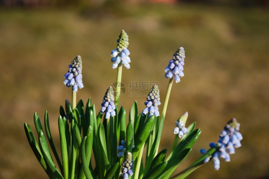 美丽在花园里生长的太阳光蓝葡萄香草群色的绿图片