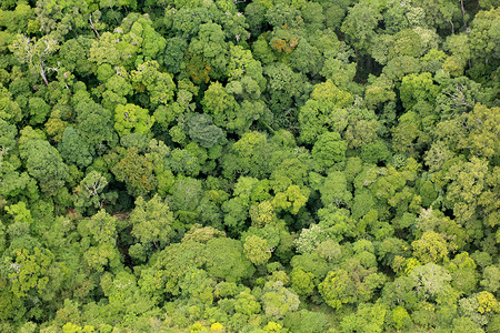 热带砍伐森林郁葱冠图片