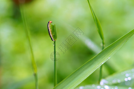 美丽的花白色蠕虫吃草上有条纹的幼虫在草上蠕吃图片