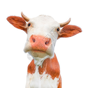 牛奶美丽的年轻红白小斑牛被孤立在白色的灰地上奇特的红牛被孤立在白色的黑红母牛棕农业背景图片