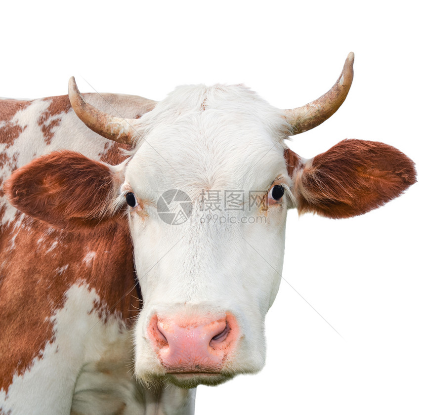 肖像美丽的年轻红白小斑牛被孤立在白色的灰地上奇特的红牛被孤立在白色的黑红母牛常设目的图片