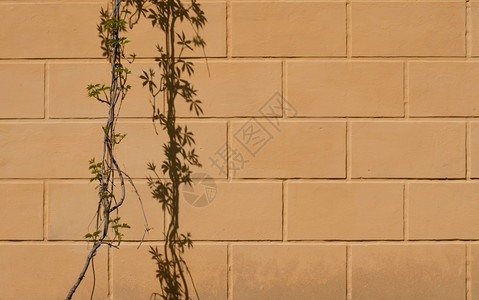 干旱肮脏的紧石墙有葡萄树和枝影子花岗岩图片