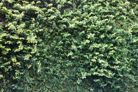水平的叶子背景由小绿股底照片构成花园图片