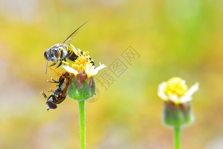 巢刺黄褐斑色夹克喷洒在美丽的花朵上黄色夹克喷洒在美丽的花朵上图片