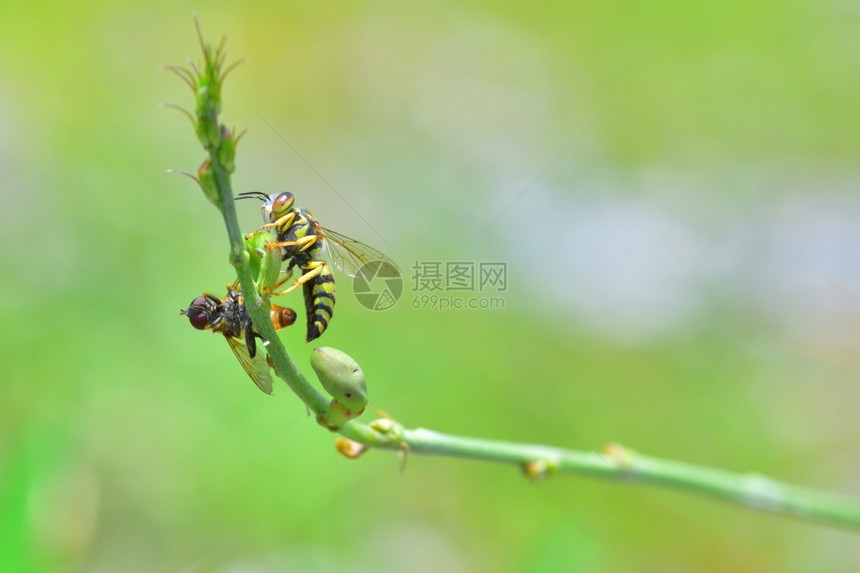 荒野黄色夹克喷洒在美丽的花朵上黄色夹克喷洒在美丽的花朵上漏洞苹果图片