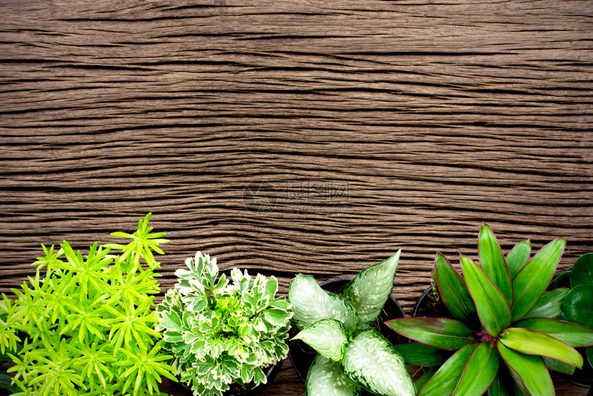 蔬菜绿色污垢将各种类型的装饰植物放在旧木板上图片