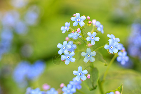 植物在绿色背景模糊的下小型蓝花朵在绿色背景模糊的下弥漫春天一种图片