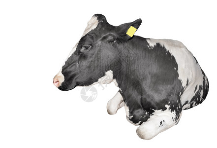 完全隔离在白色背景上的奶牛滑稽黑白躺着母牛紧靠农场动物斑荷斯坦吃图片