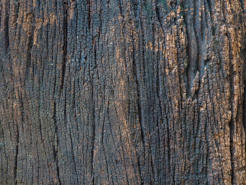 环境肮脏的木材暗棕皮近身干燥纹质地代表底的乌作为图片