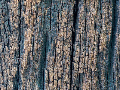 暗棕皮的近身干燥纹质地代表底的乌作为木材树干植物图片
