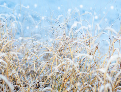 细节白色的季第一雪稻印象美丽的冬季概念下雪降第一场落印象图片