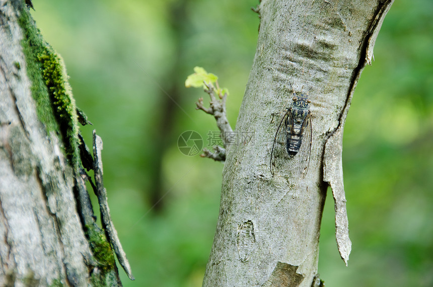 Cicada坐在树上唱歌声学翅膀害虫图片