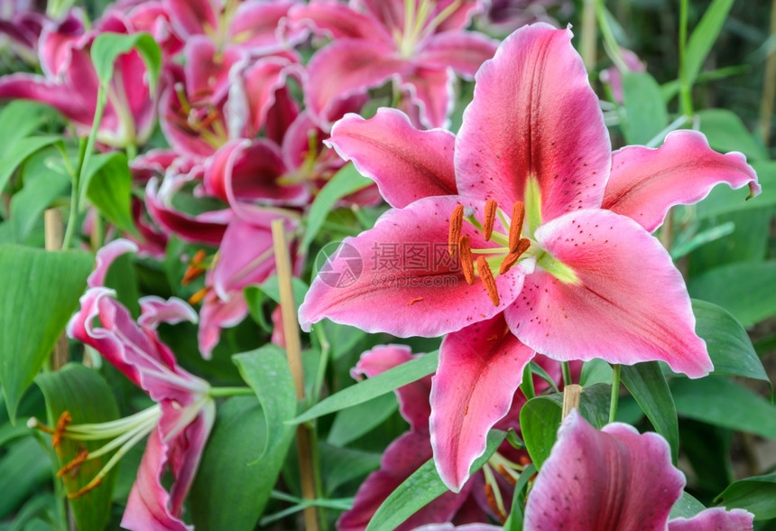 美丽的盛开花园里粉红东方百合花春天图片