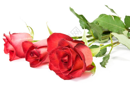 白色背景的三朵红玫瑰情人节植物群庆典图片