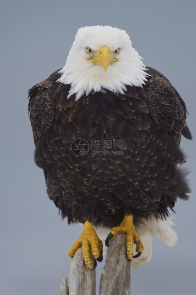 阿拉斯加秃鹰在日志上阿维斯蓝色的浮木图片