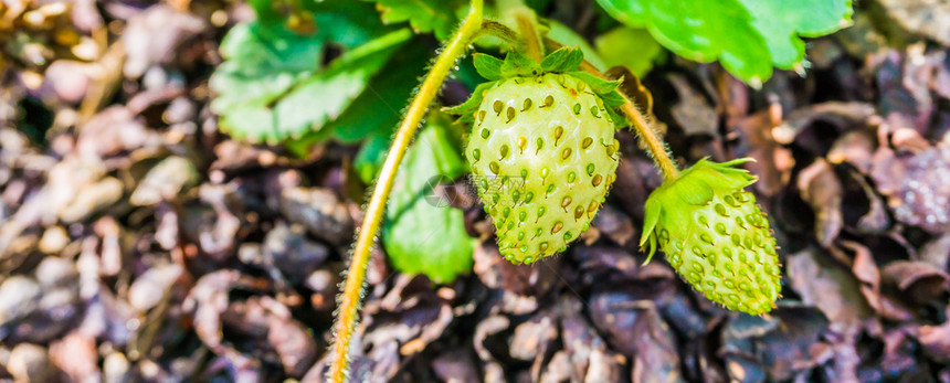 花园在草莓植物上生长的未熟草莓种子类接近了一过程图片