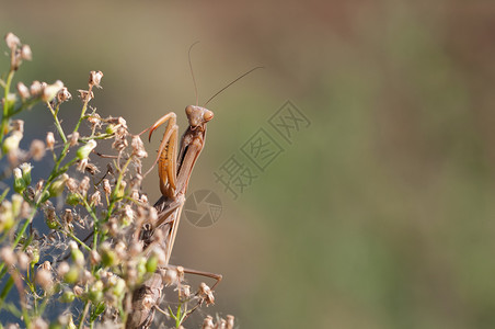 眼睛绿色花朵上的蚂蚁曼提斯列伊维奥萨晚上的花人曼提斯雷里维奥萨打猎图片