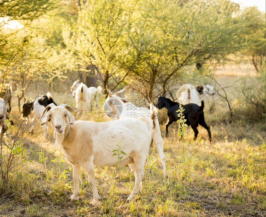 白色的乡村动物山羊在美丽的日落光照耀下牧羊在田地上过滤图片