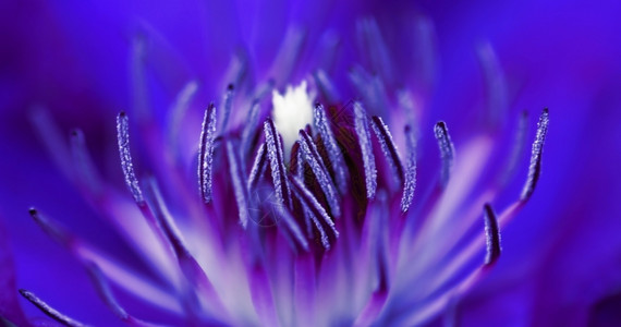 丰富多彩的芽莱纳勒紫花里面的宏镜头一朵紫花图片