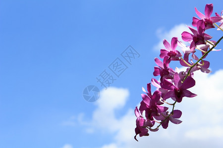 花朵礼物容光焕发紫兰花图片