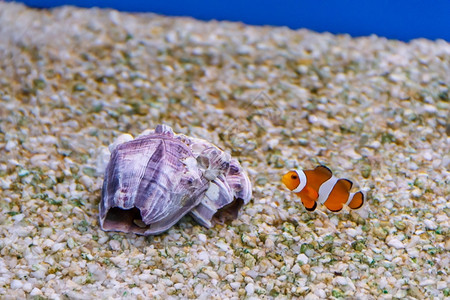 一个小丑鱼游在海贝壳附近水族馆底野生动物两分子有条纹的图片