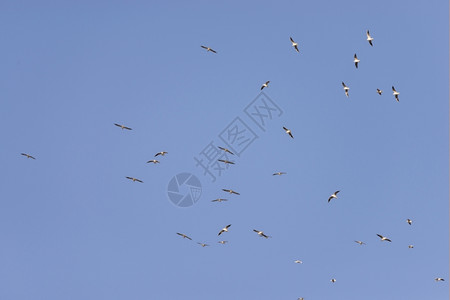 飞翔的鸟群类学年轻的生态图片