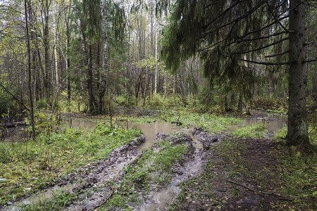 坏的荒野越阴雨天通往俄罗斯雅拉夫尔地区普廷村的森林无法通行图片