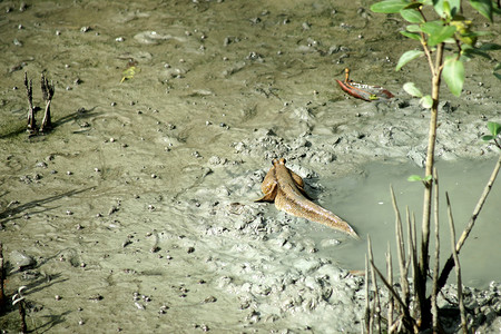 鳍森林水红树中的泥层或两栖鱼类图片