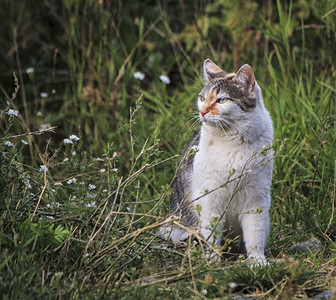 猫坐在草地上看着一边花园外部白色的图片