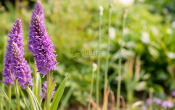 生长在地底模糊的本花朵中露出的紫花朵在地底模糊的本闪亮背景蓝色自然图片
