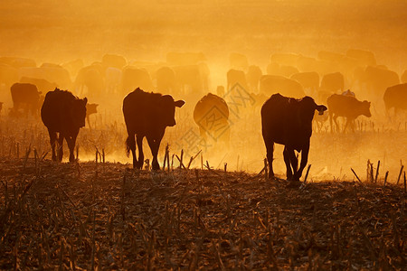南非日落时分在灰尘田中行走的自由牧场牛休光月南非景观哺乳动物范围图片