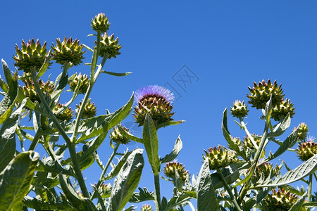 植物在蓝天上种植和突出亮丽的花朵以明亮紫花朵献出一有机的突出显示图片