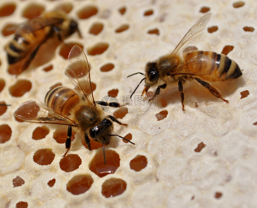 蜜蜂在蜡上工作春天花粉美丽图片